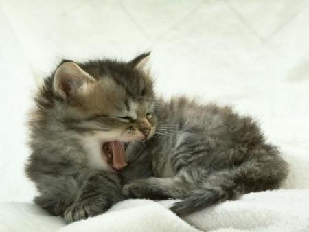je vais faire une petite sieste...
